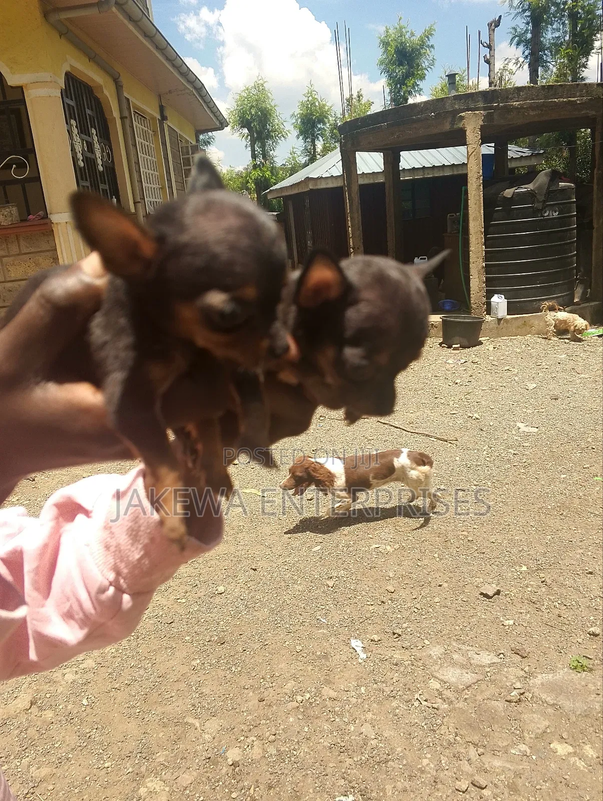 1-3 months Male Purebred Chihuahua