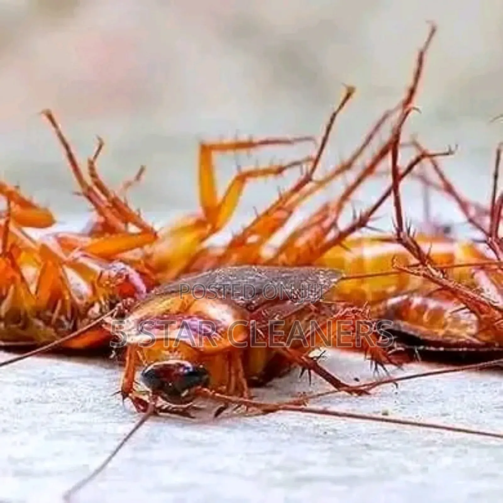 Fumigation Services Office and Home Steads