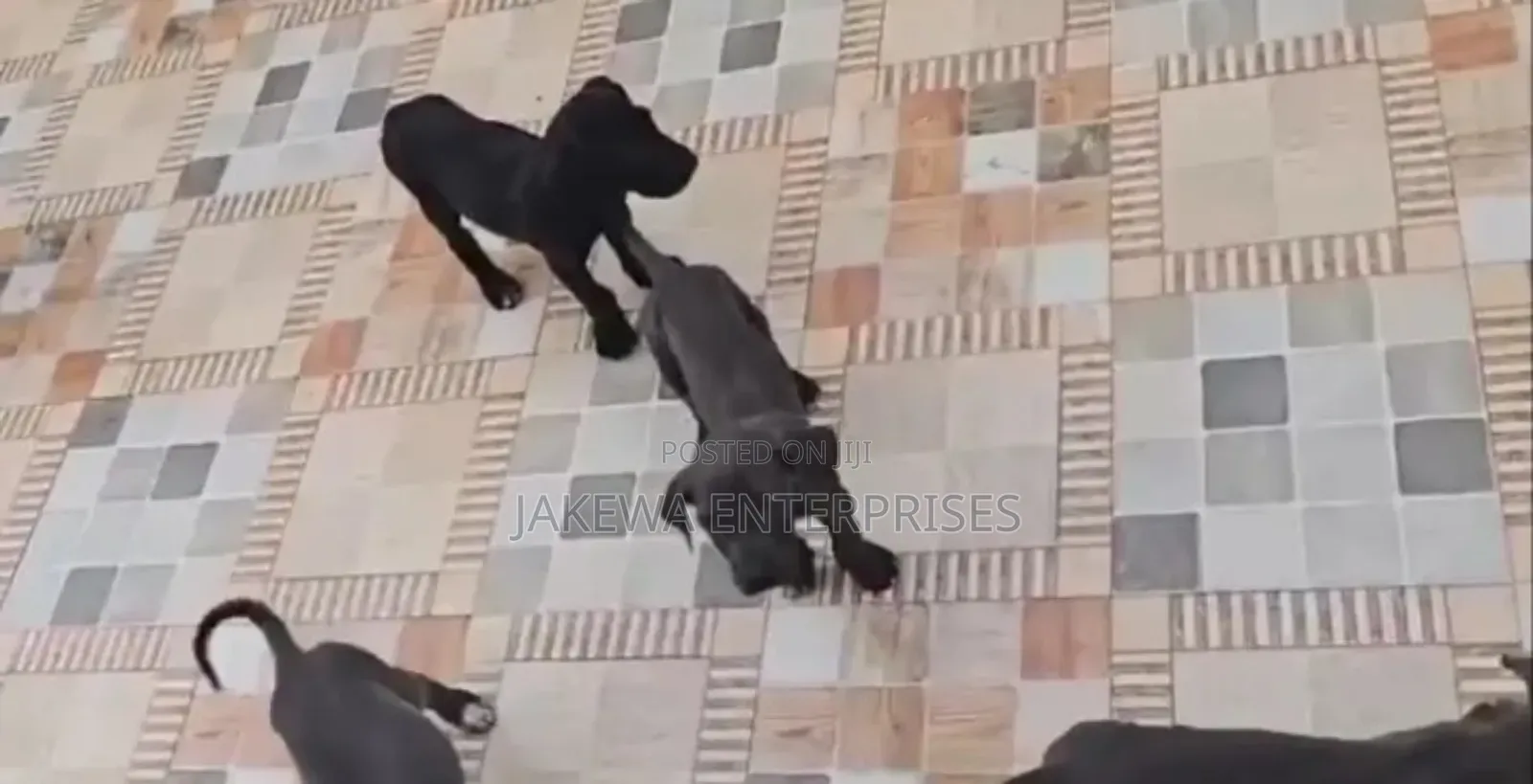1-3 months Male Purebred Great Dane