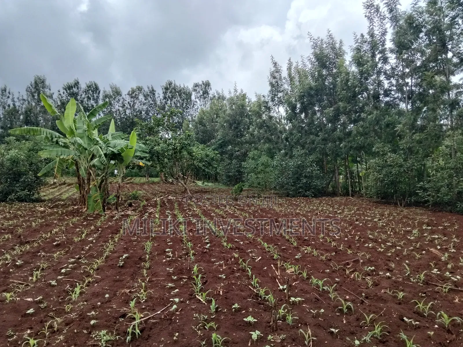 1 Beautiful Acre on Sale at Makuyu-Pundamilia