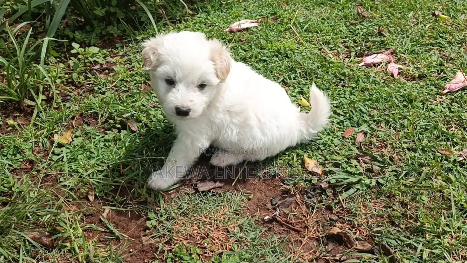 1-3 months Male Purebred Havanese