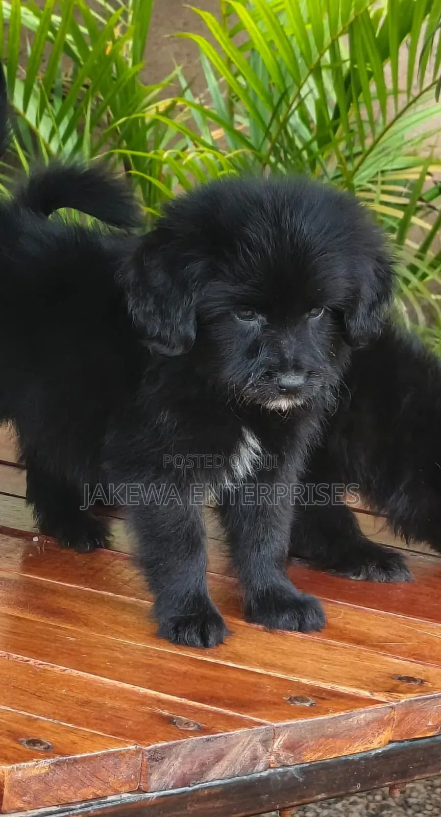 1-3 months Male Purebred Havanese
