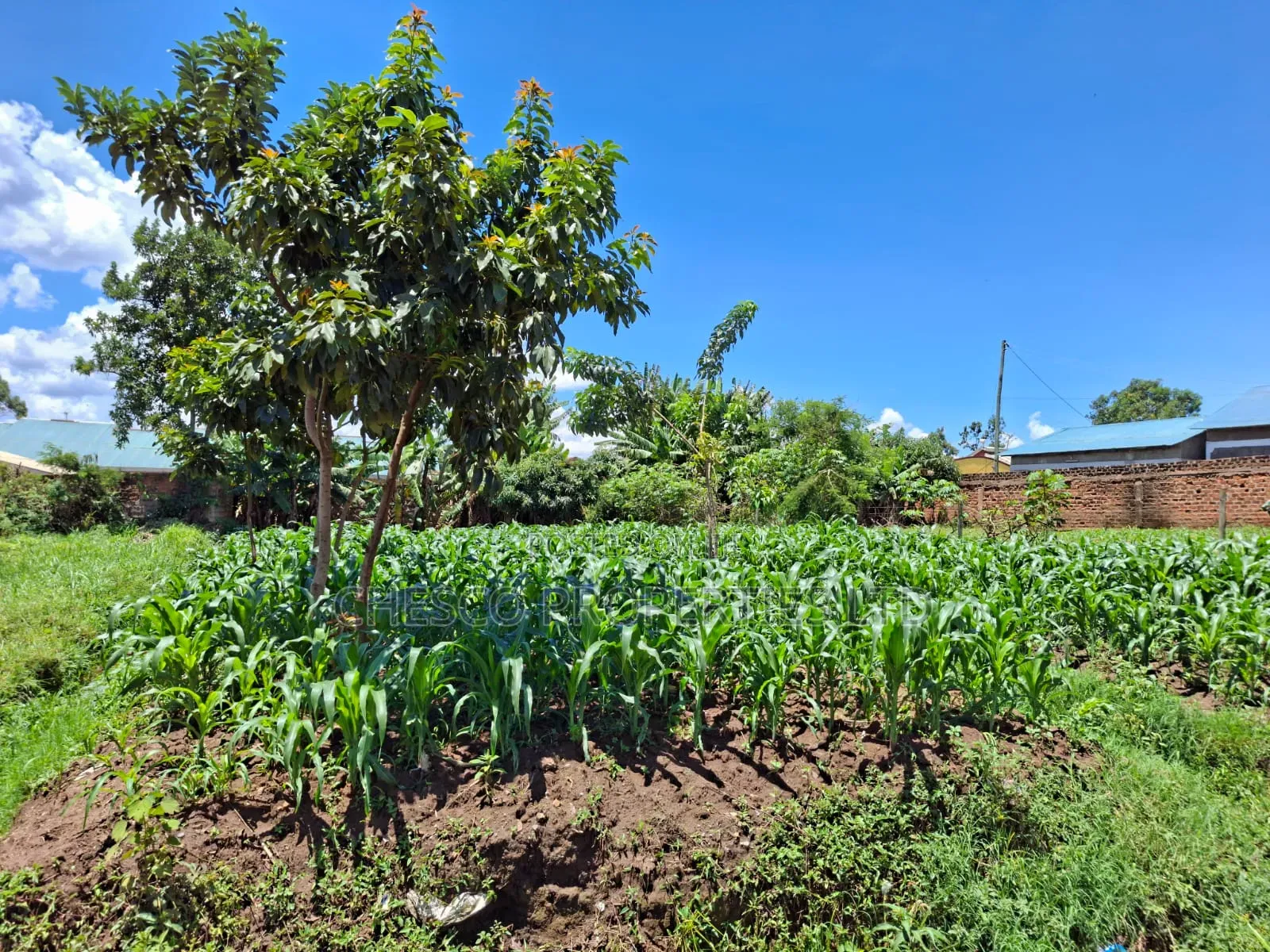 2 Commercial Plots for Sale in Mashambani Area Bungoma Town
