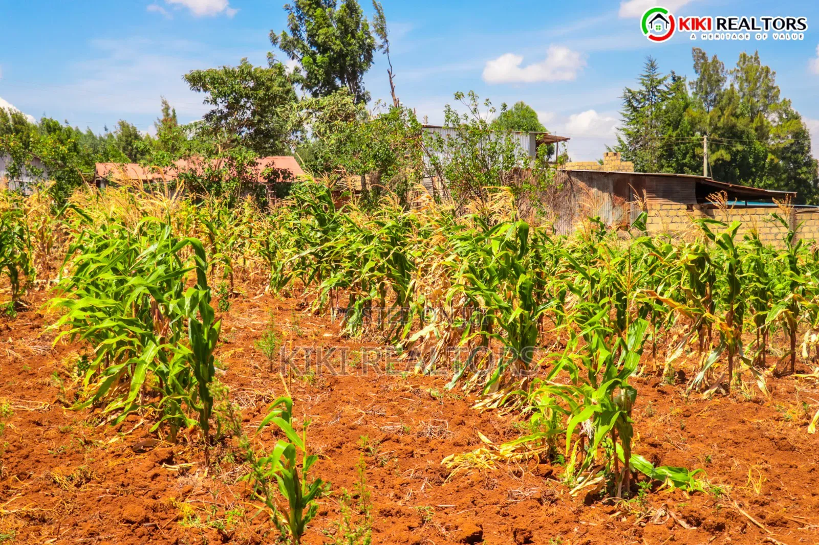 Kikuyu Sigona Plots in Kerwa