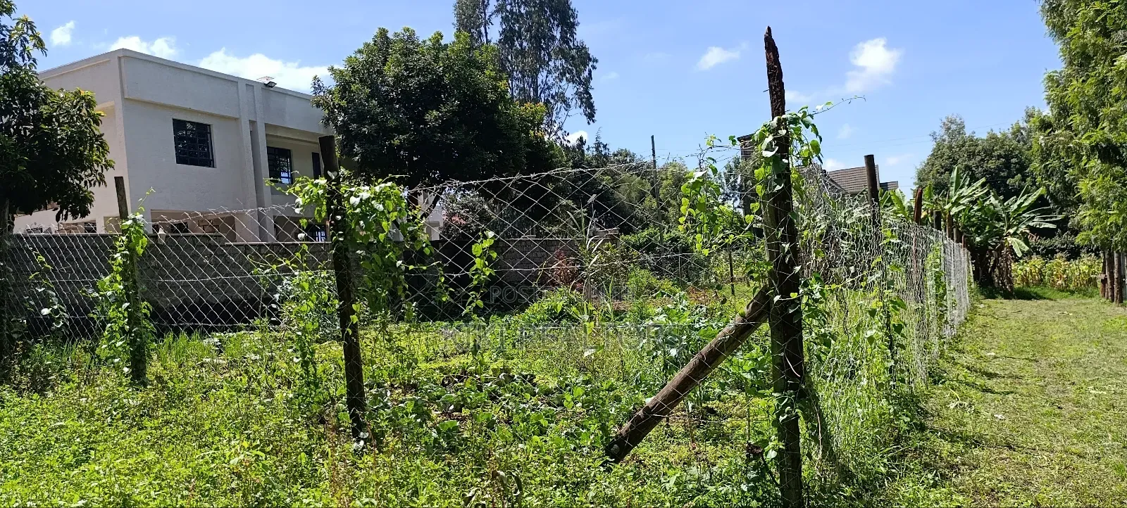 Kikuyu Prme Plots in Sigona Ward(Thamanda)