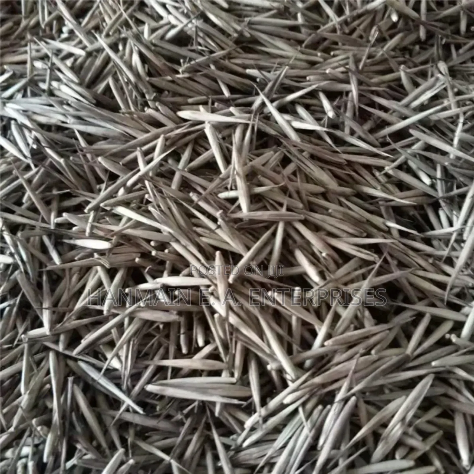 Asper Bamboo Plant Seeds NB Price Per Kilo