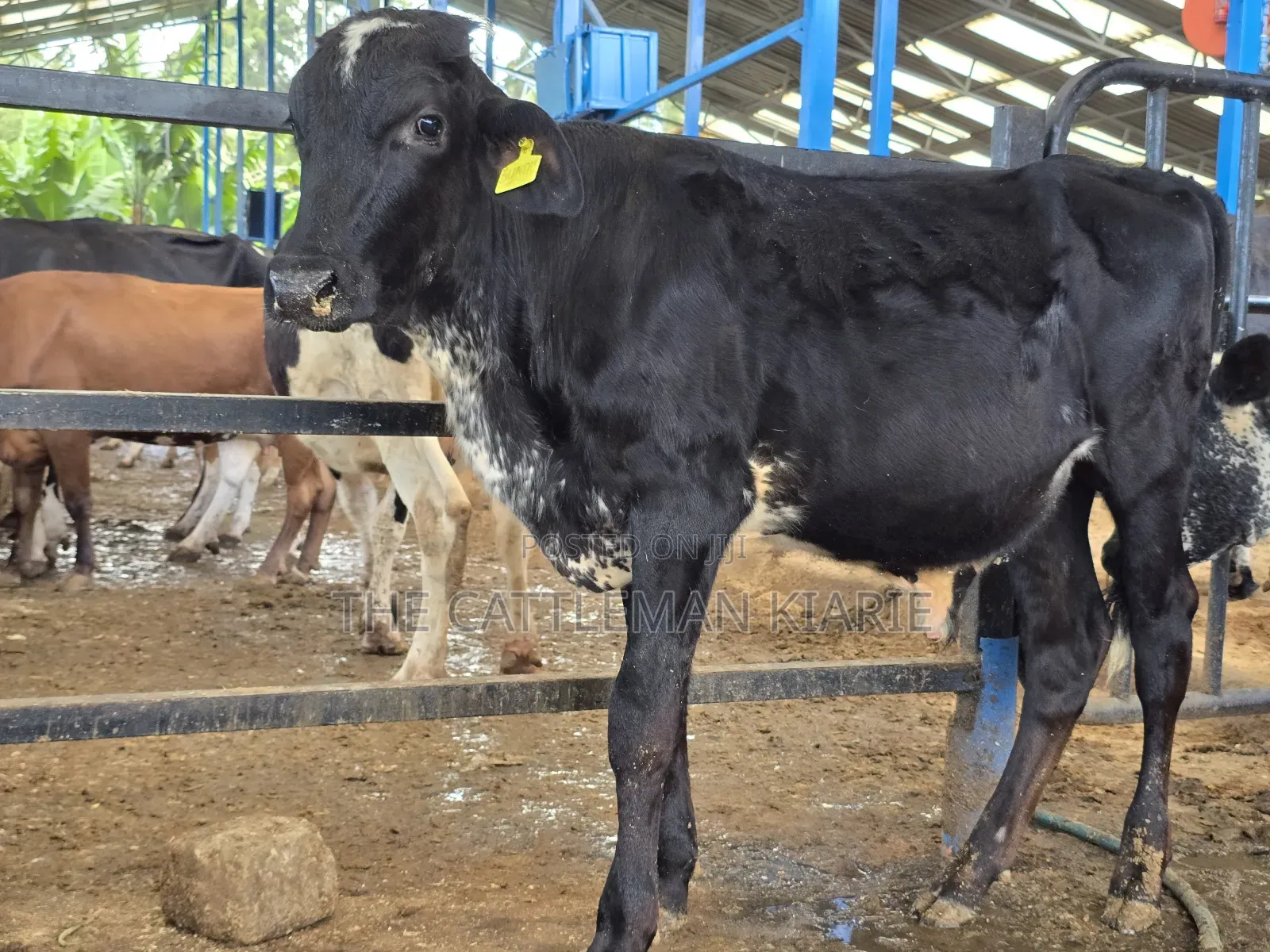 Girilando Breeding Bull 