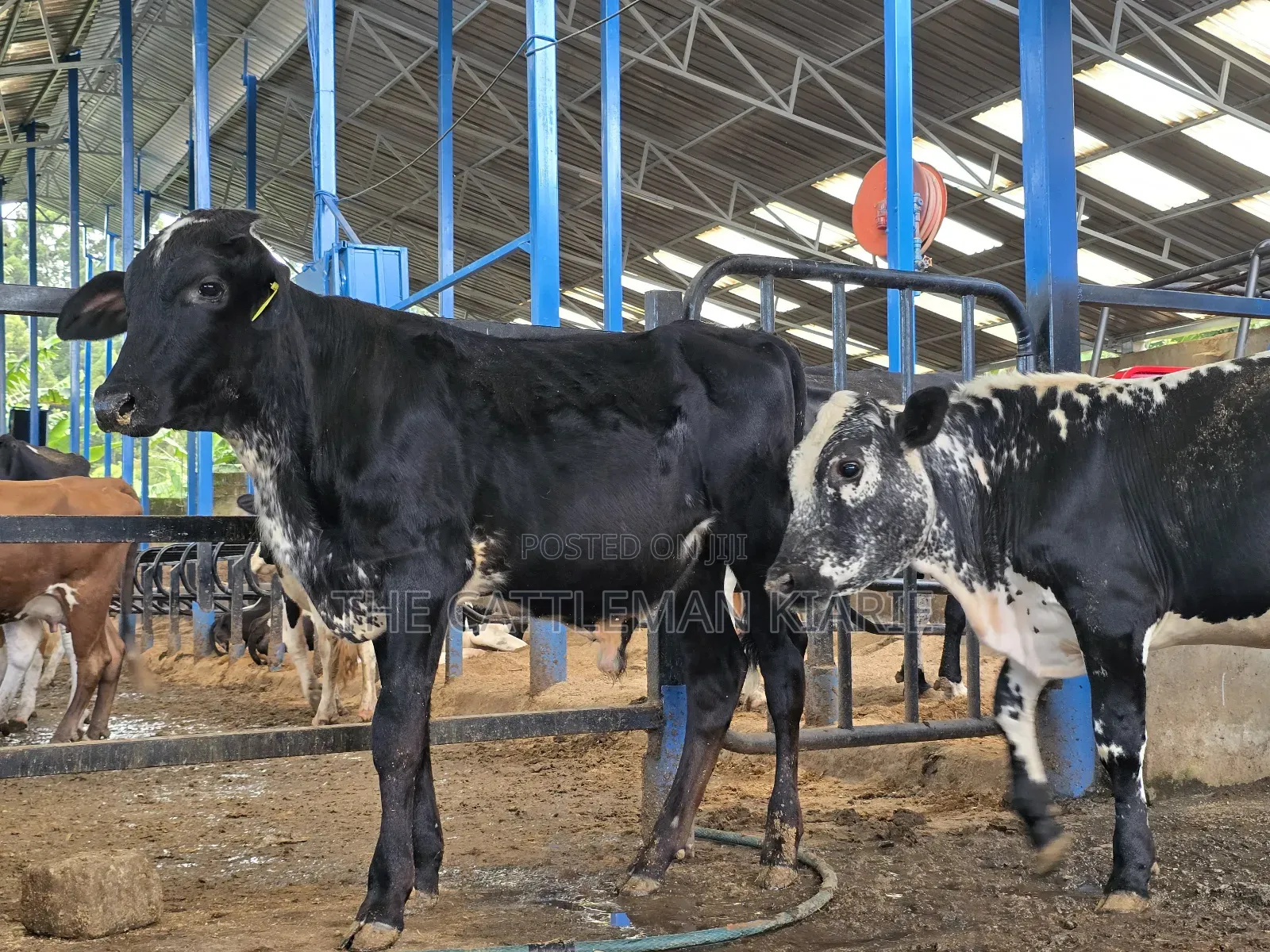 Girilando Breeding Bull 
