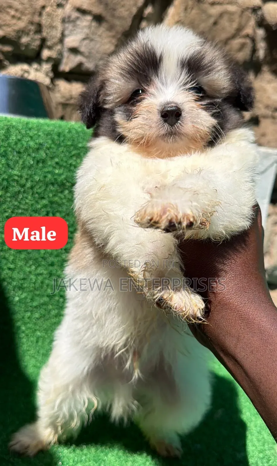 1-3 months Male Purebred Havanese