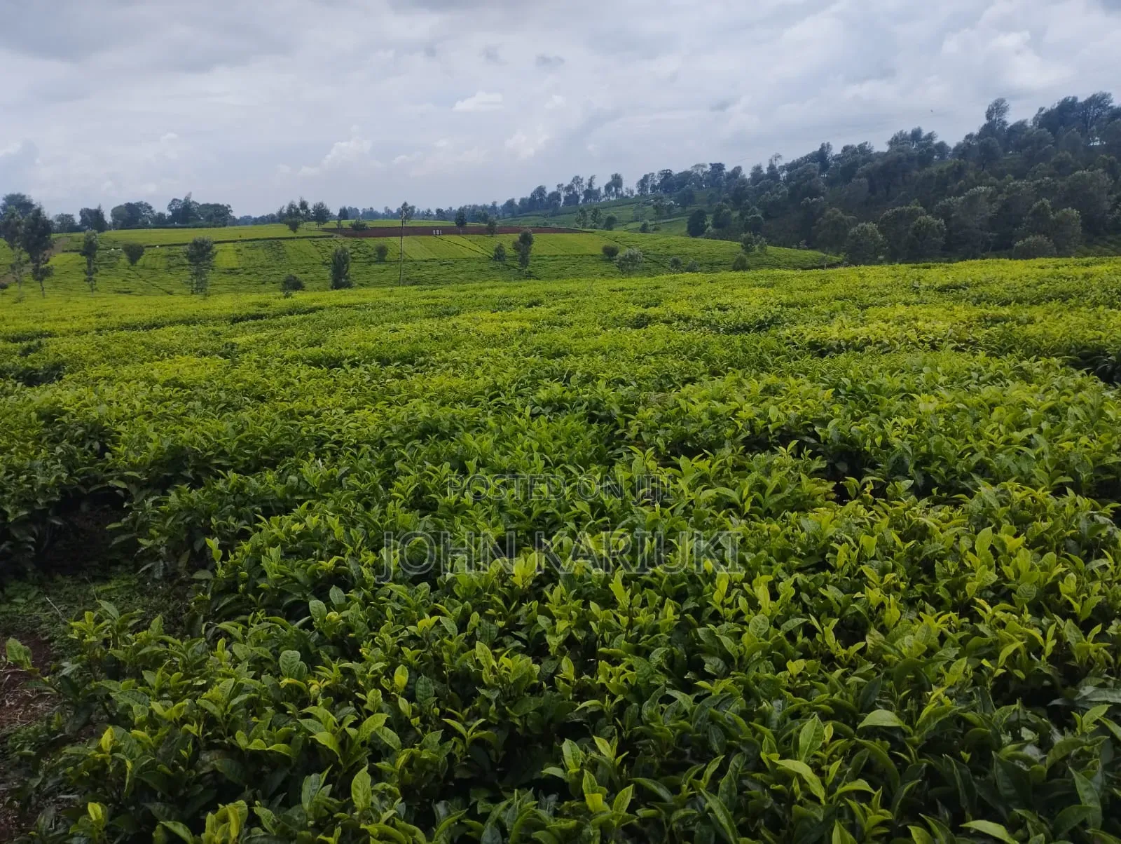 10 Acres of Well Maintained Tea Farm in Kiambu Ngorongo Area