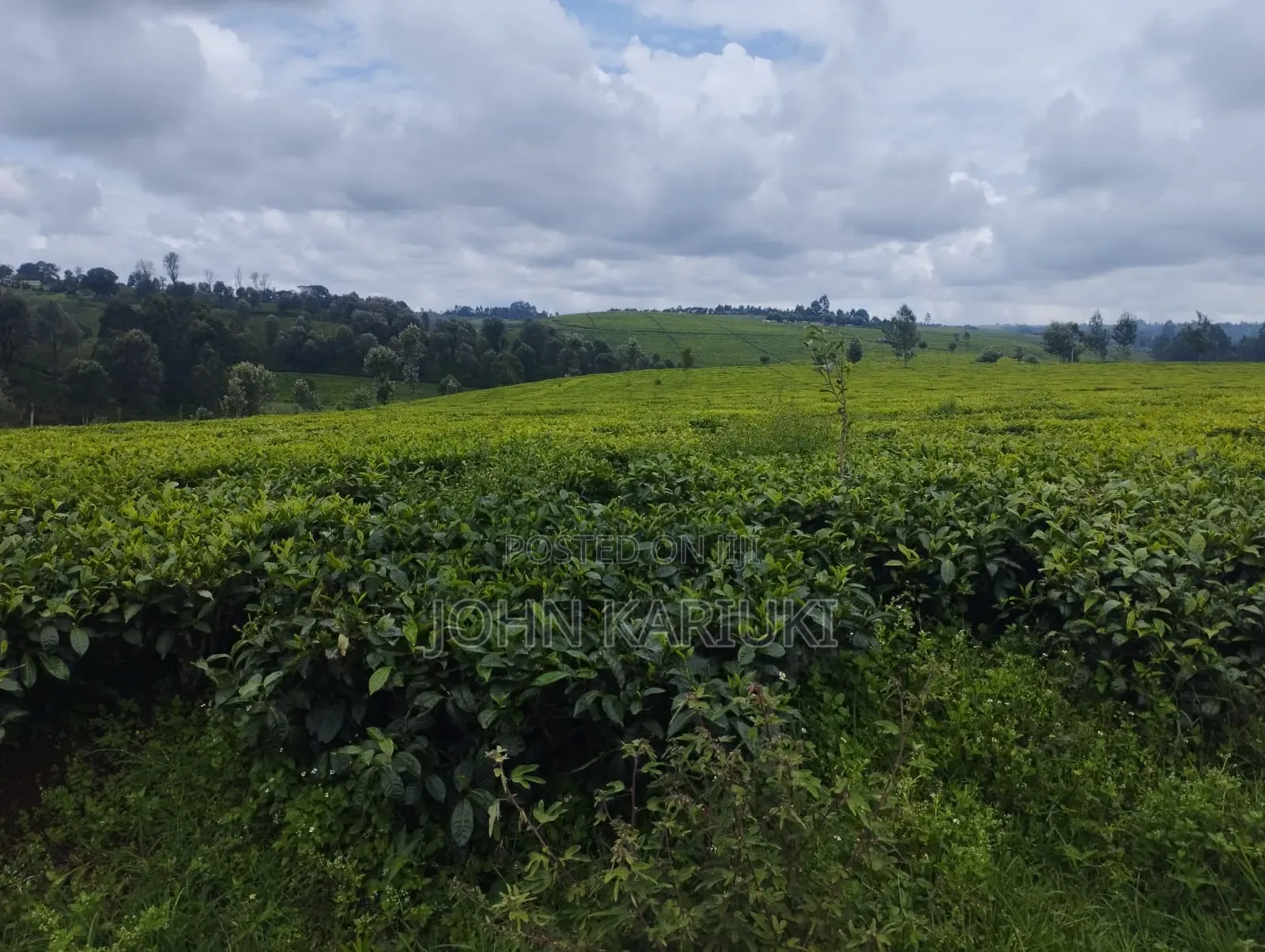 10 Acres of Well Maintained Tea Farm in Kiambu Ngorongo Area
