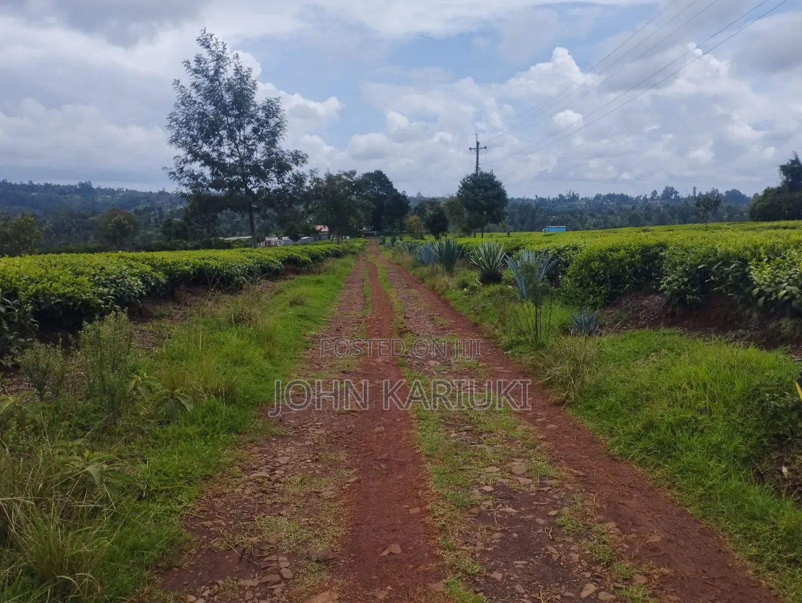 10 Acres of Well Maintained Tea Farm in Kiambu Ngorongo Area