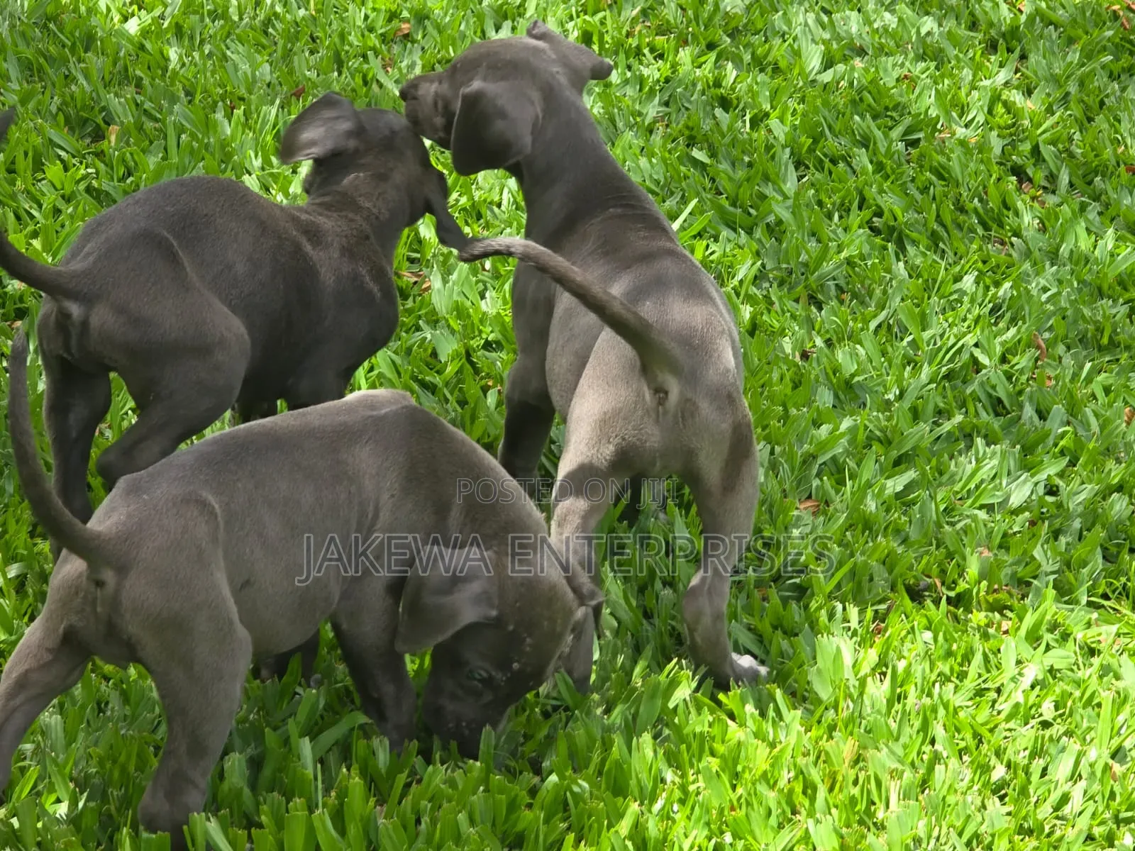 1-3 months Male Purebred Great Dane