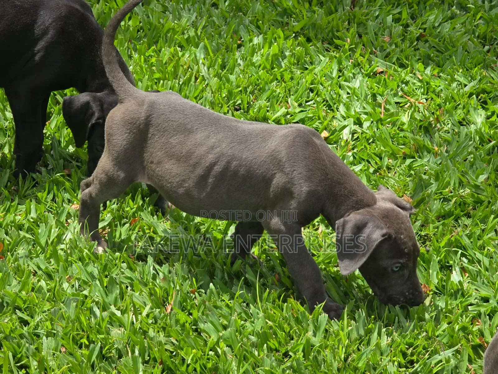 1-3 months Male Purebred Great Dane