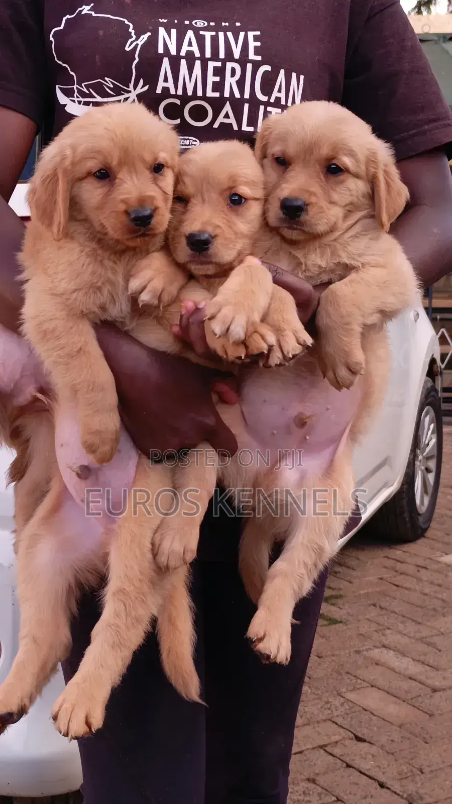 1-3 months Male Purebred Golden Retriever