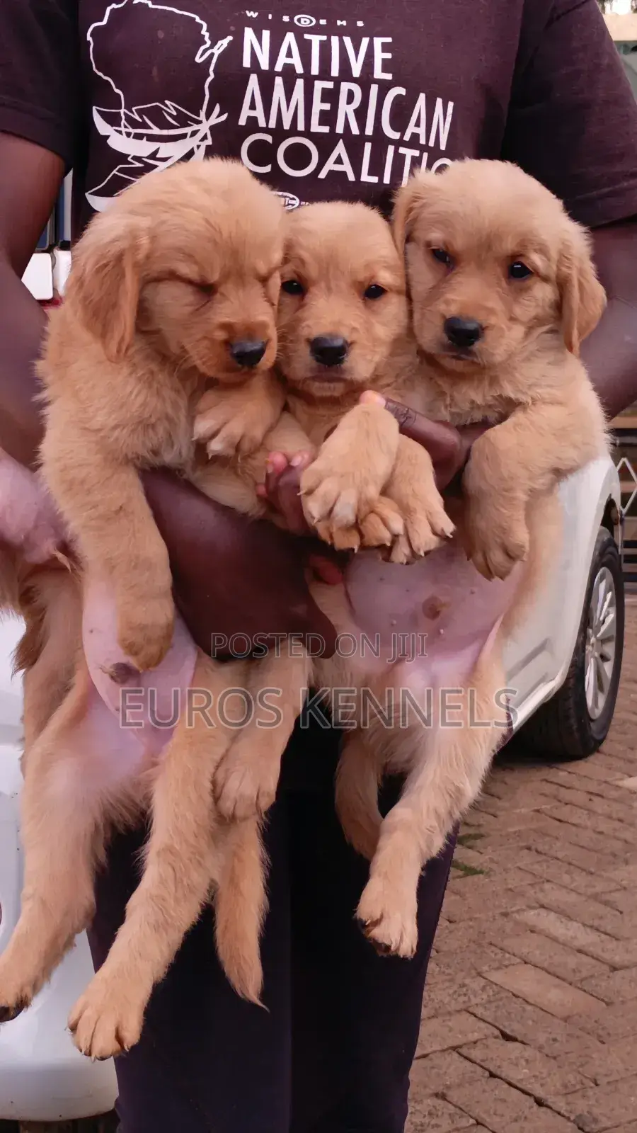 1-3 months Male Purebred Golden Retriever