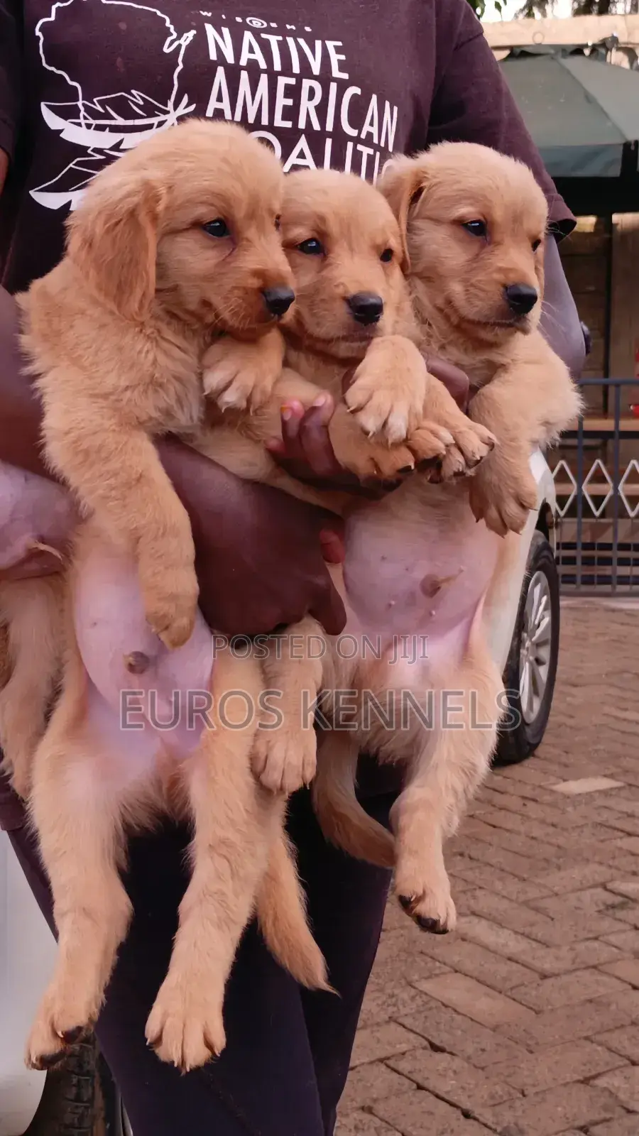 1-3 months Male Purebred Golden Retriever