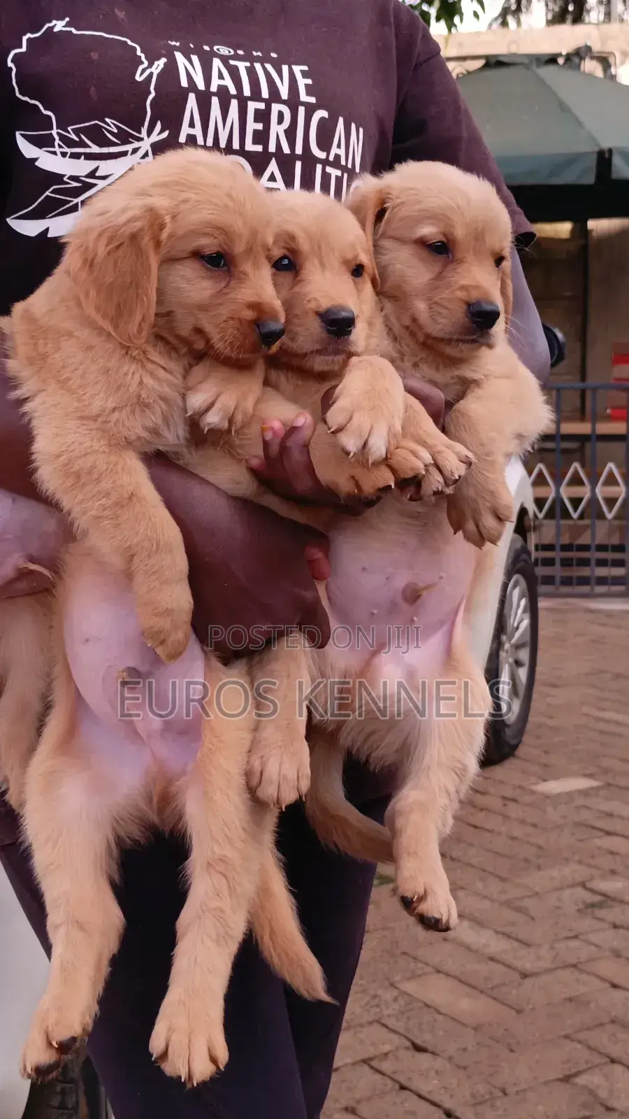1-3 months Male Purebred Golden Retriever