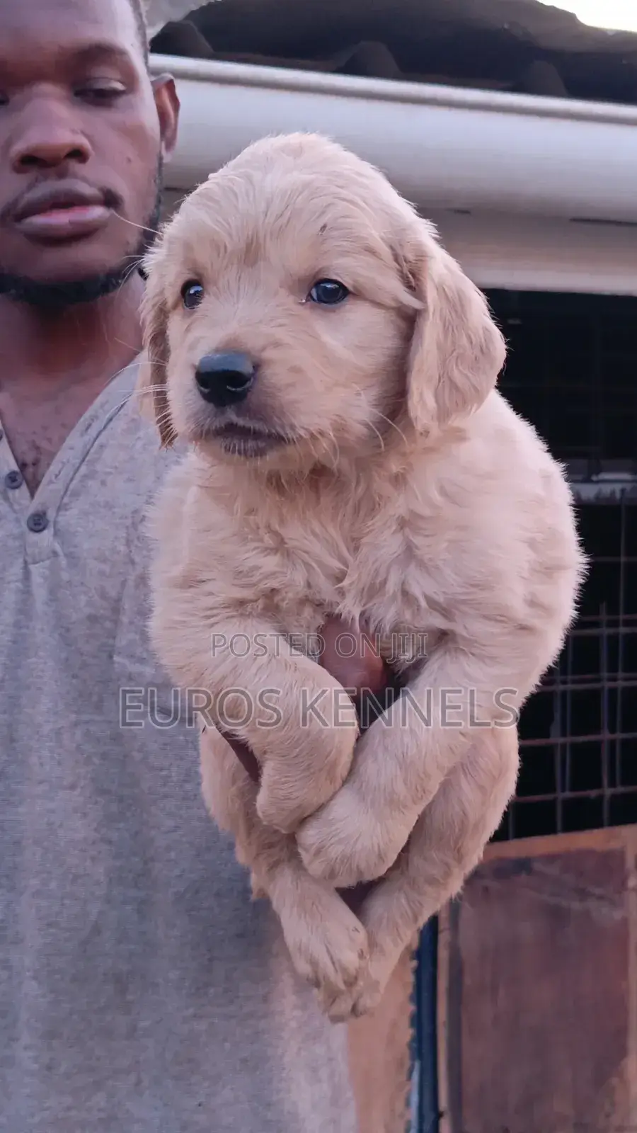 1-3 months Male Purebred Golden Retriever