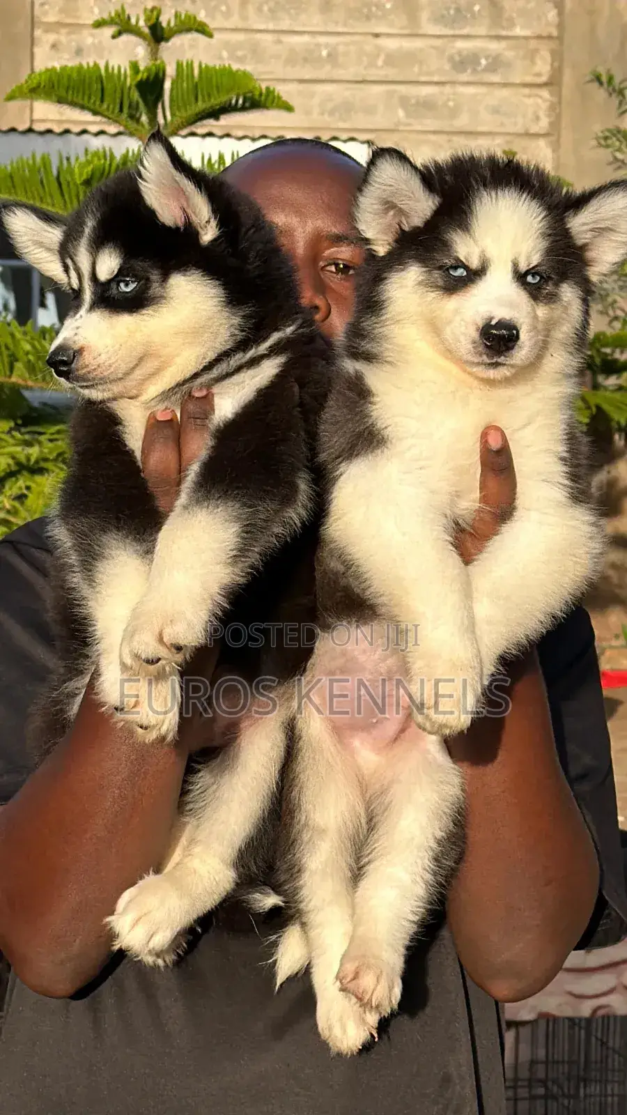 1-3 months Male Purebred Siberian Husky