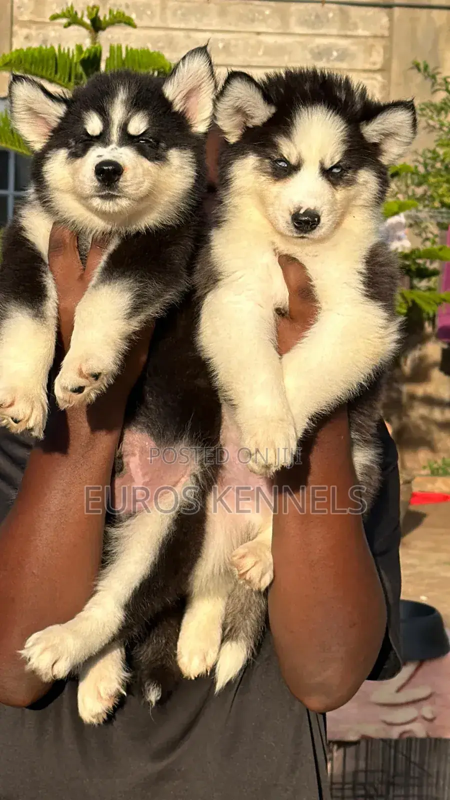 1-3 months Male Purebred Siberian Husky