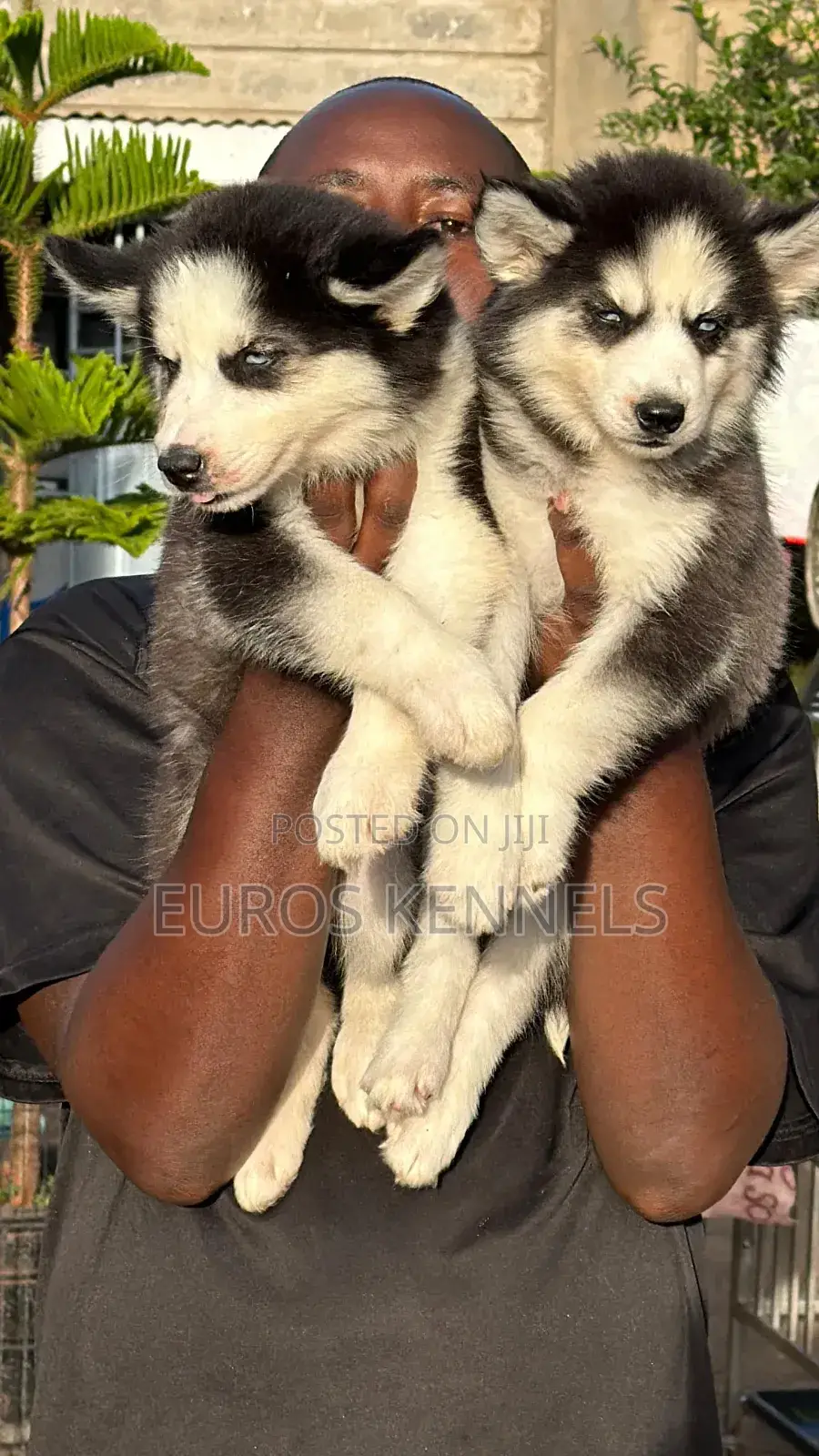 1-3 months Male Purebred Siberian Husky