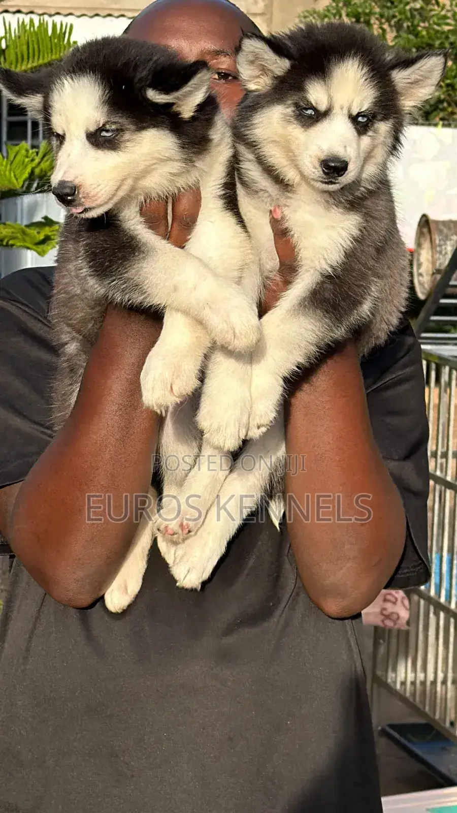 1-3 months Male Purebred Siberian Husky