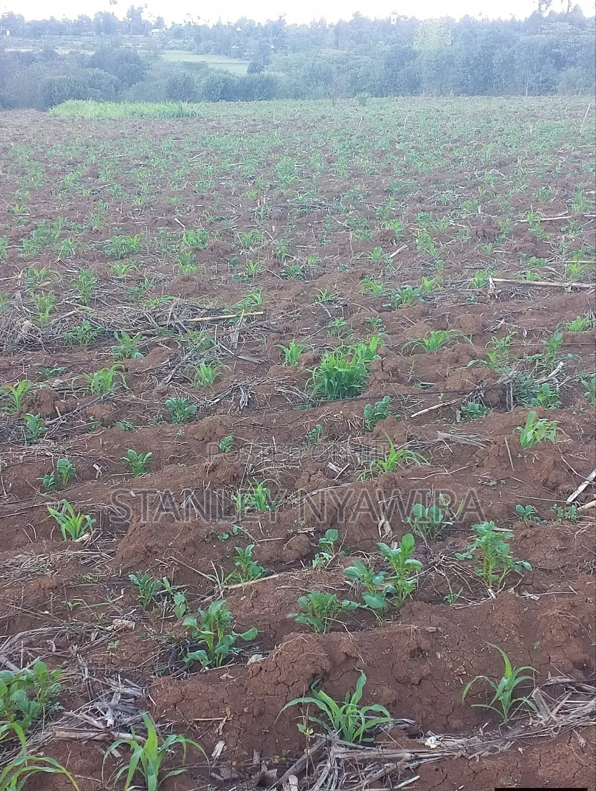 10 Acres Nanyuki Daiga Fronting River