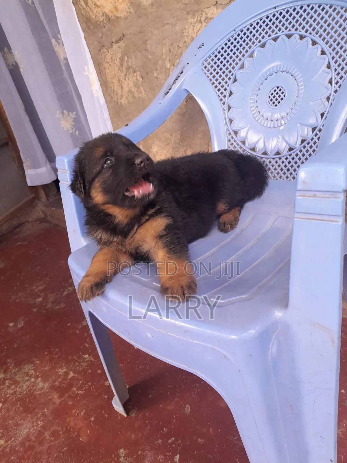 1-3 months Male Purebred German Shepherd