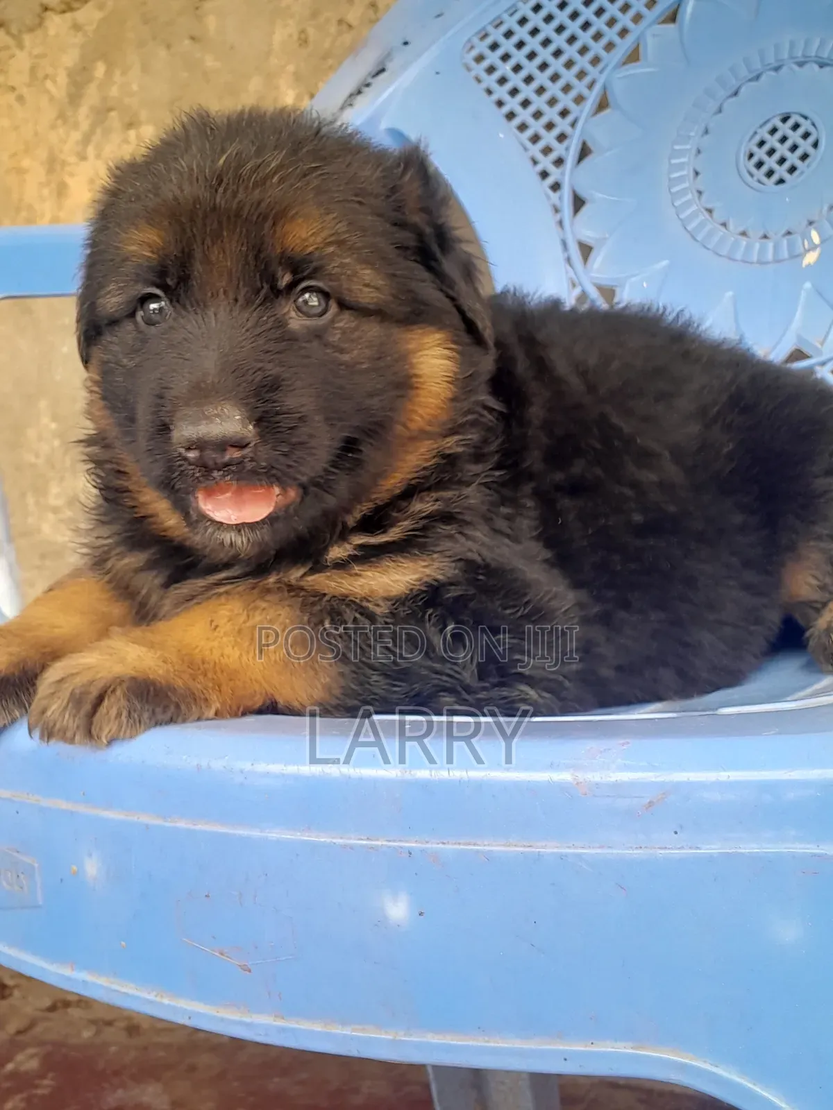 1-3 months Male Purebred German Shepherd