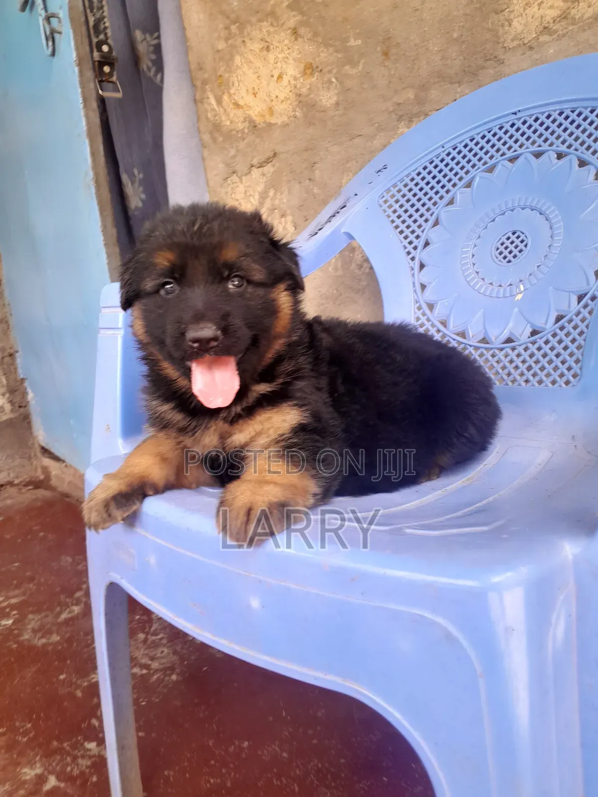 1-3 months Female Purebred German Shepherd
