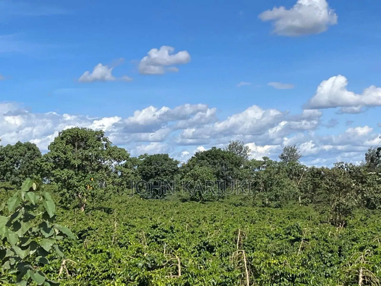 180 Acres of Prime Coffee Farm in Juja, 7km From Thika Price16m/Acre,