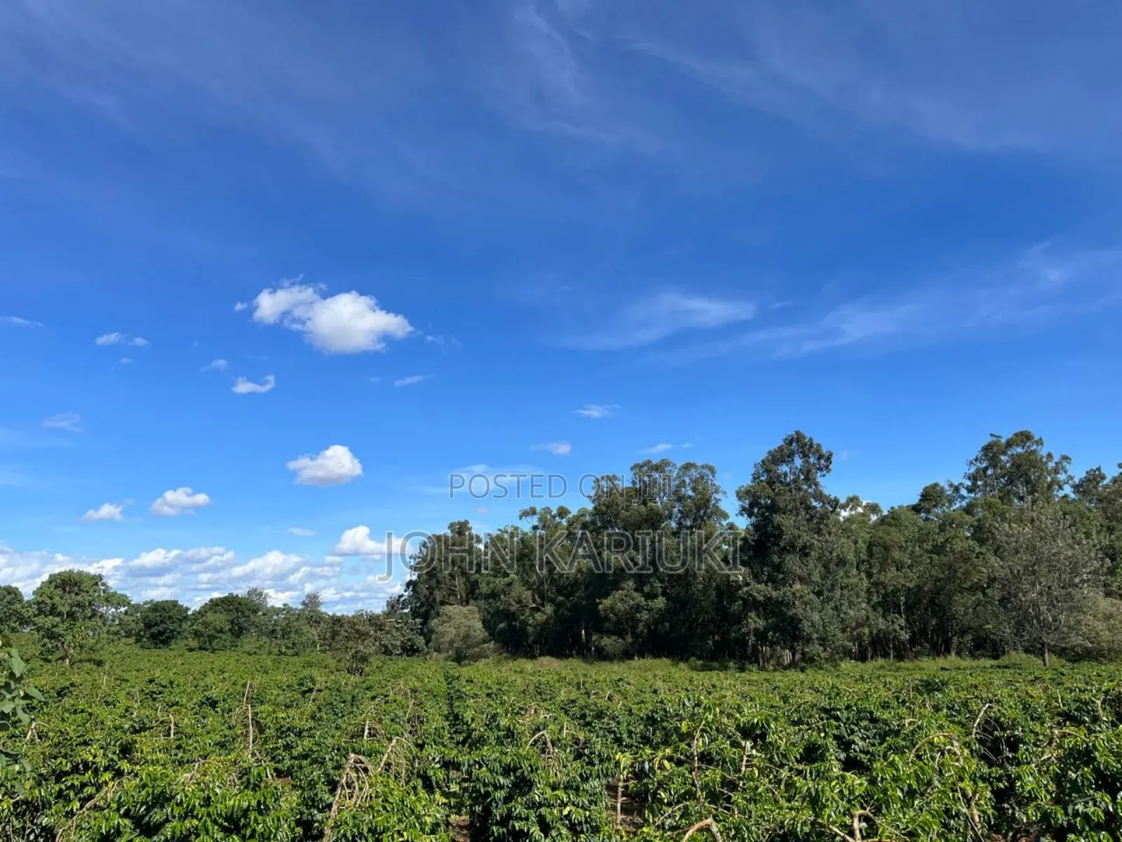 180 Acres of Prime Coffee Farm in Juja, 7km From Thika Price16m/Acre,