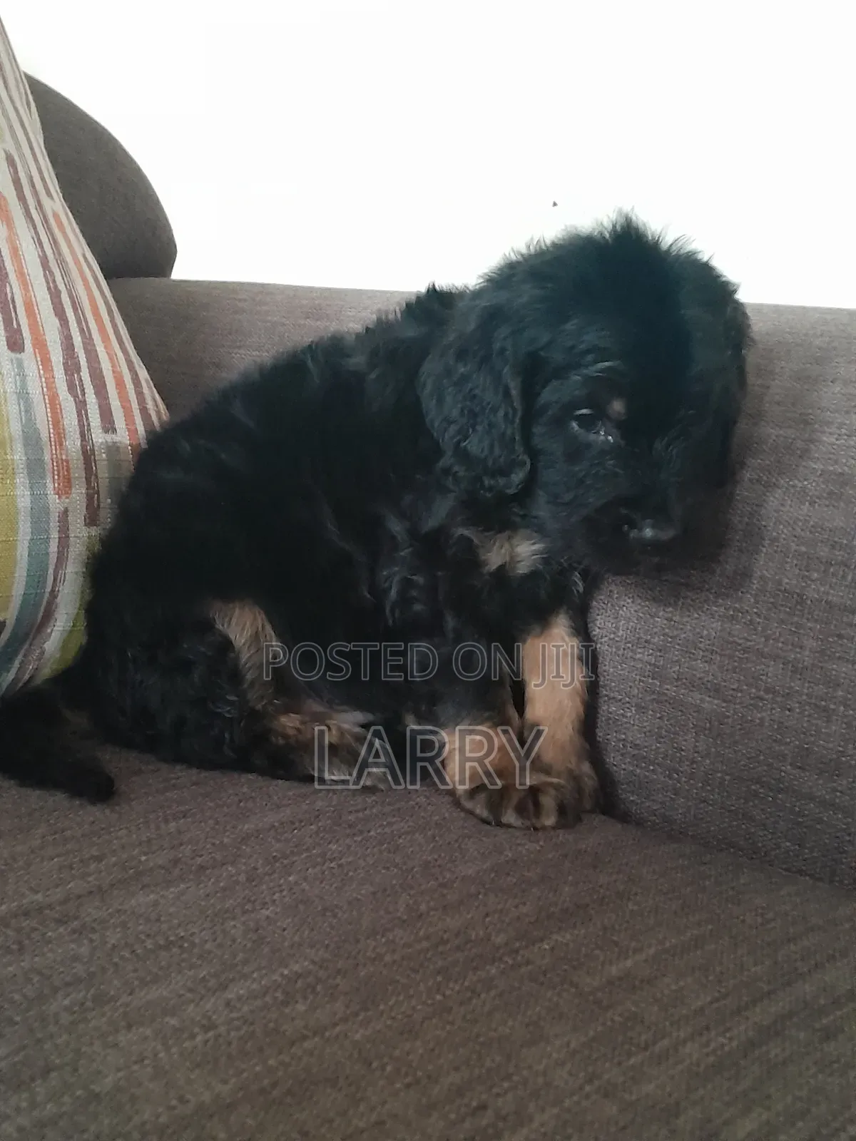 1-3 months Male Purebred Cockapoo