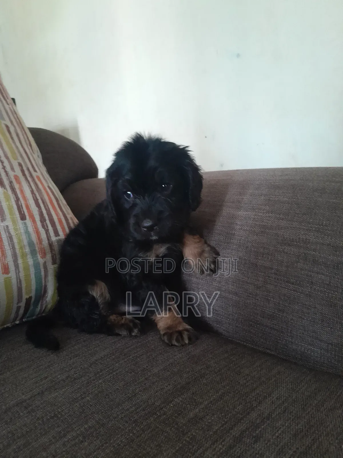 1-3 months Male Purebred Cockapoo