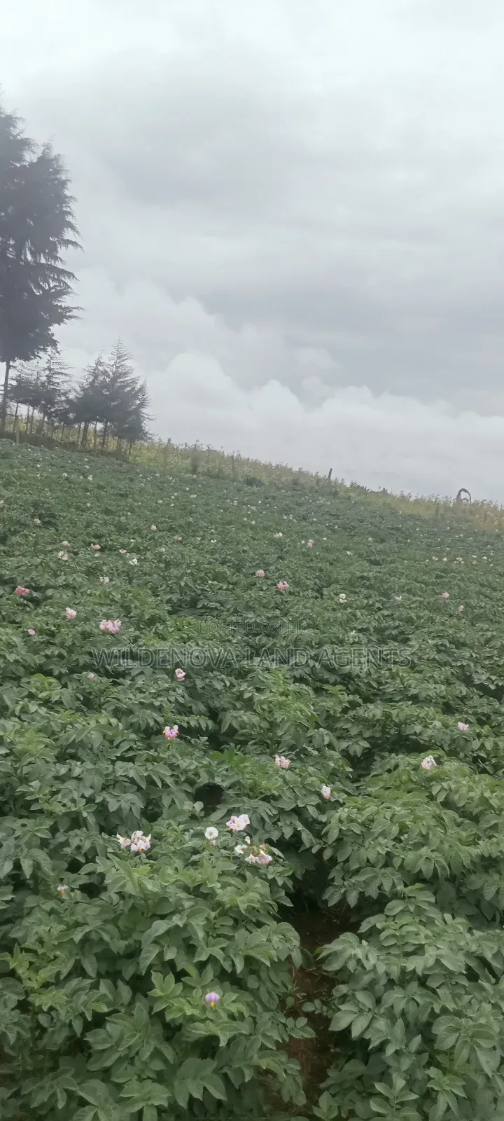 Land On Sale At Kinangop Magumu
