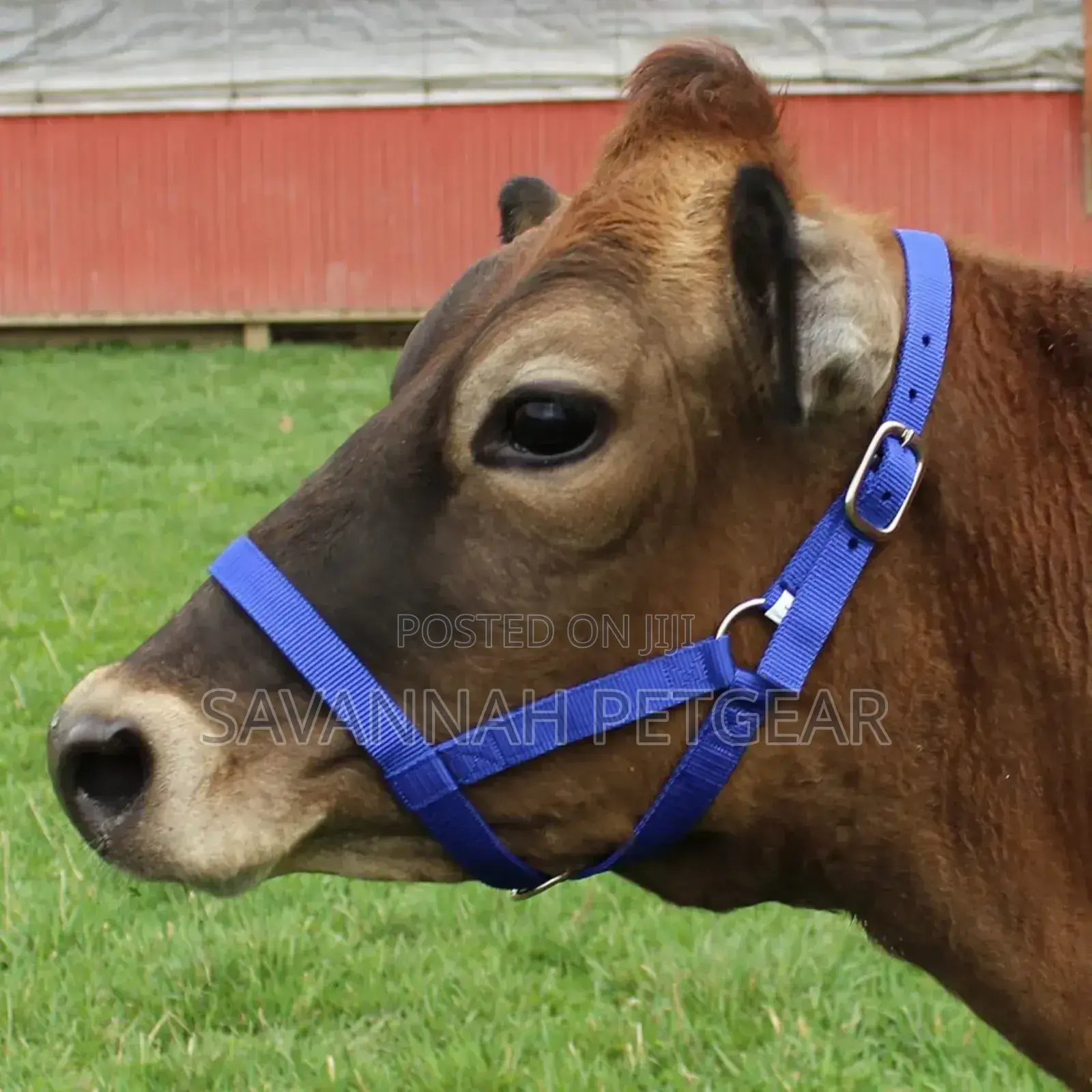 Original Adjustable Nylon Livestock Cattle Halters Available