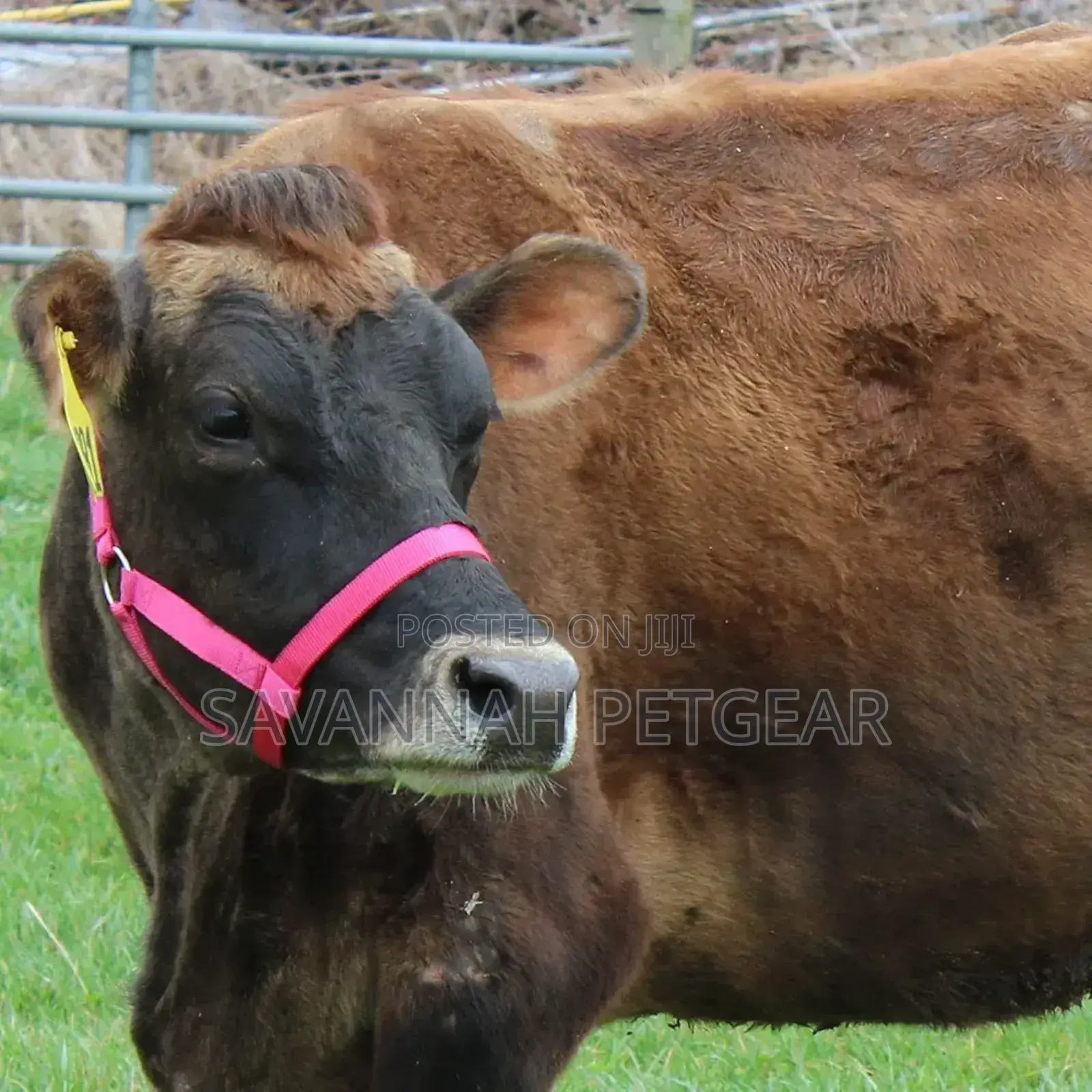 Original Adjustable Nylon Livestock Cattle Halters Available