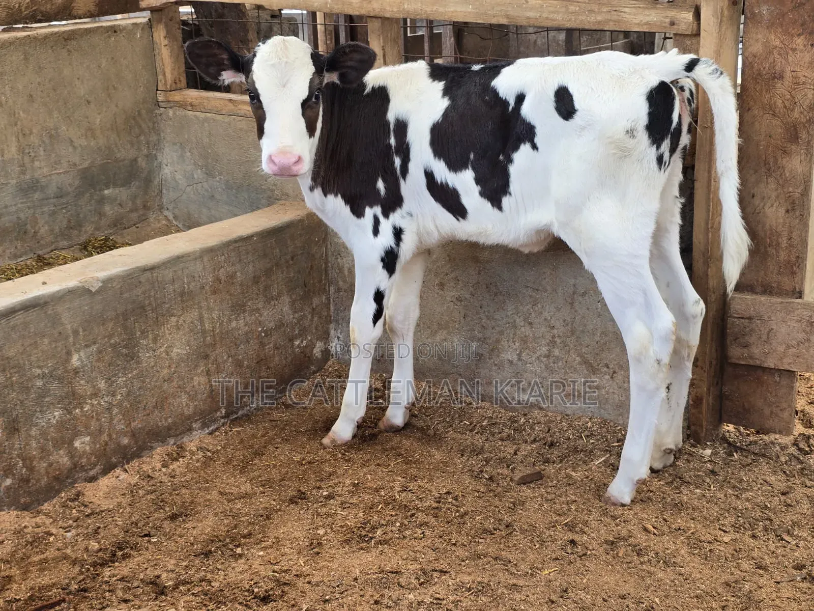 Calfs for Sale