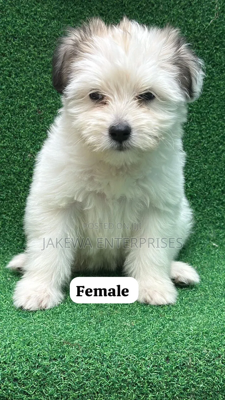 1-3 months Female Purebred Havanese