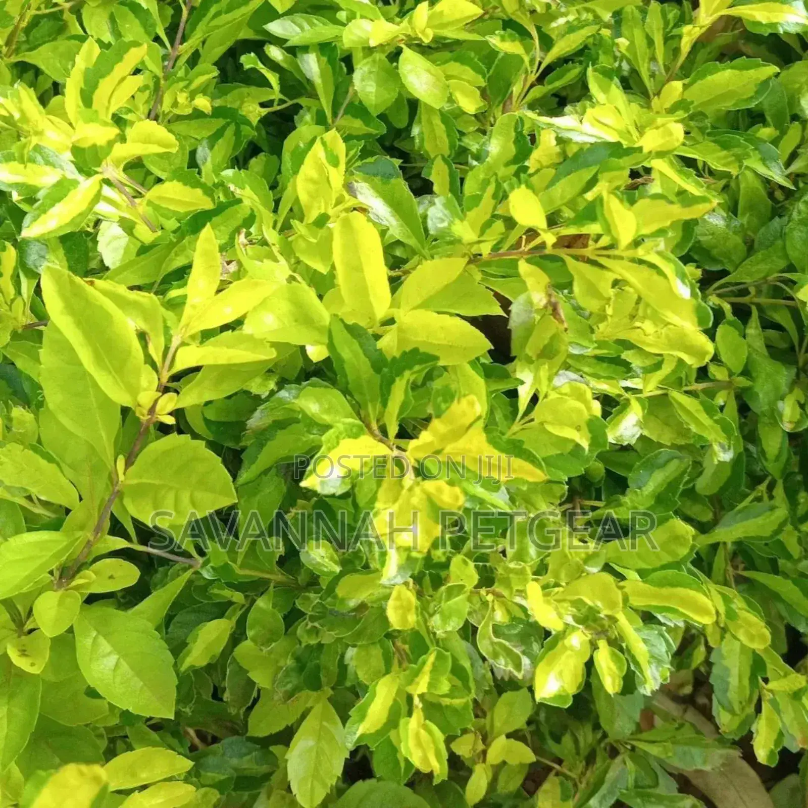 Duranta Erecta Hedge Plant Outdoor Garden Fresh Green Healthy Plant
