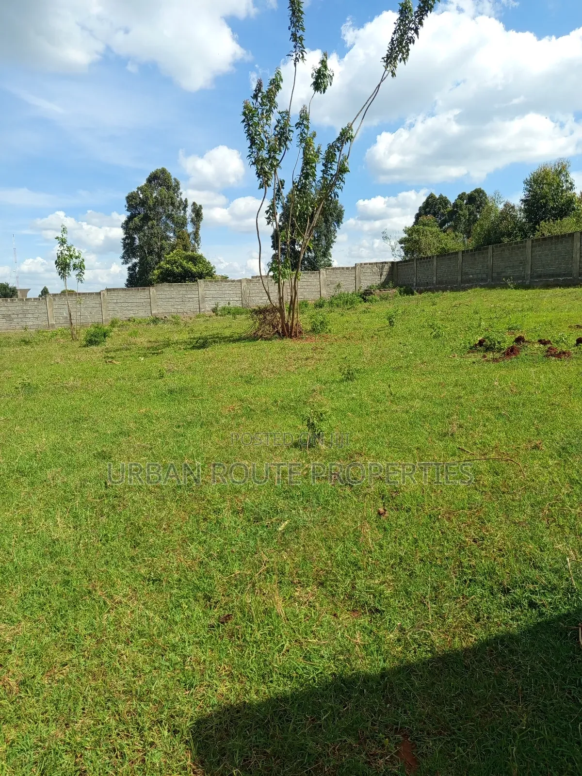 100*100 Plot Gikambura