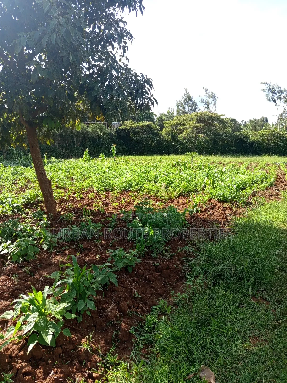 100*100 Plot Gikambura