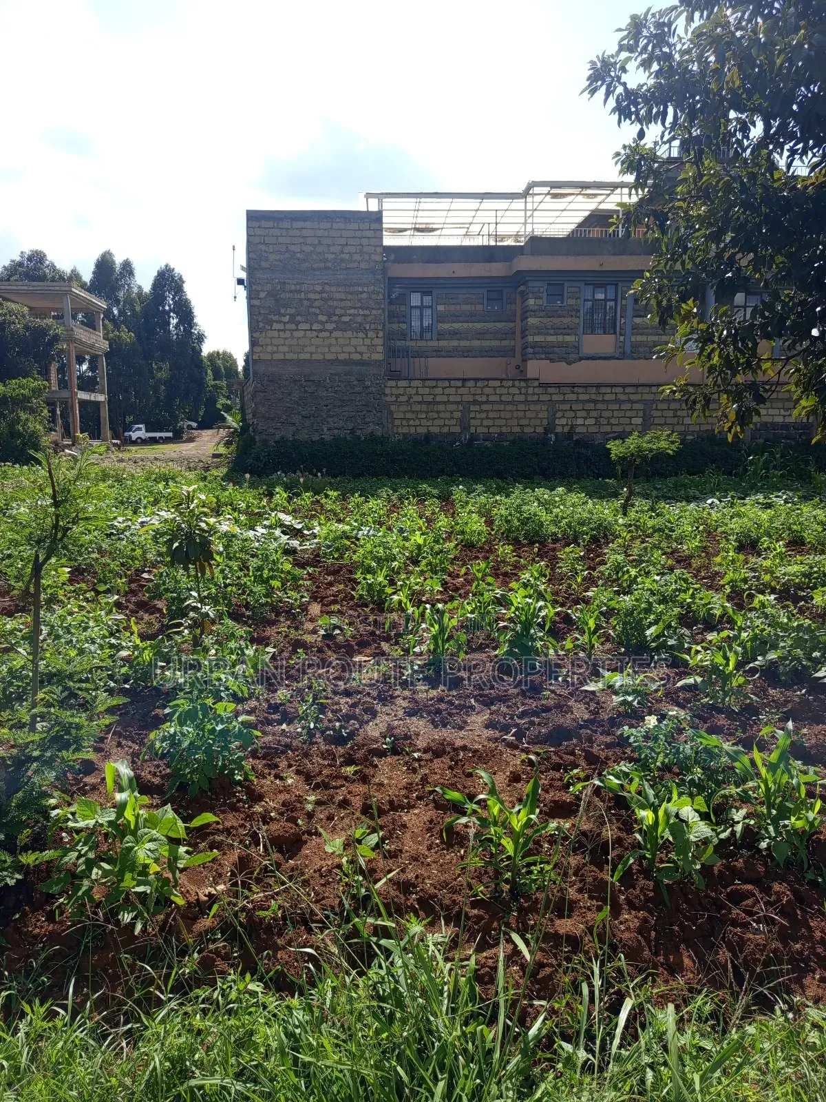 100*100 Plot Gikambura