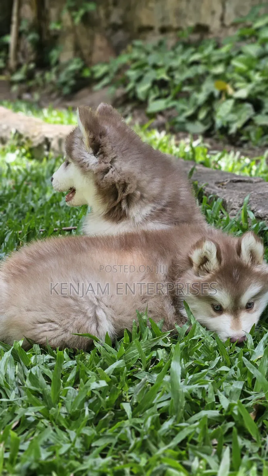 1-3 months Male Purebred Siberian Husky