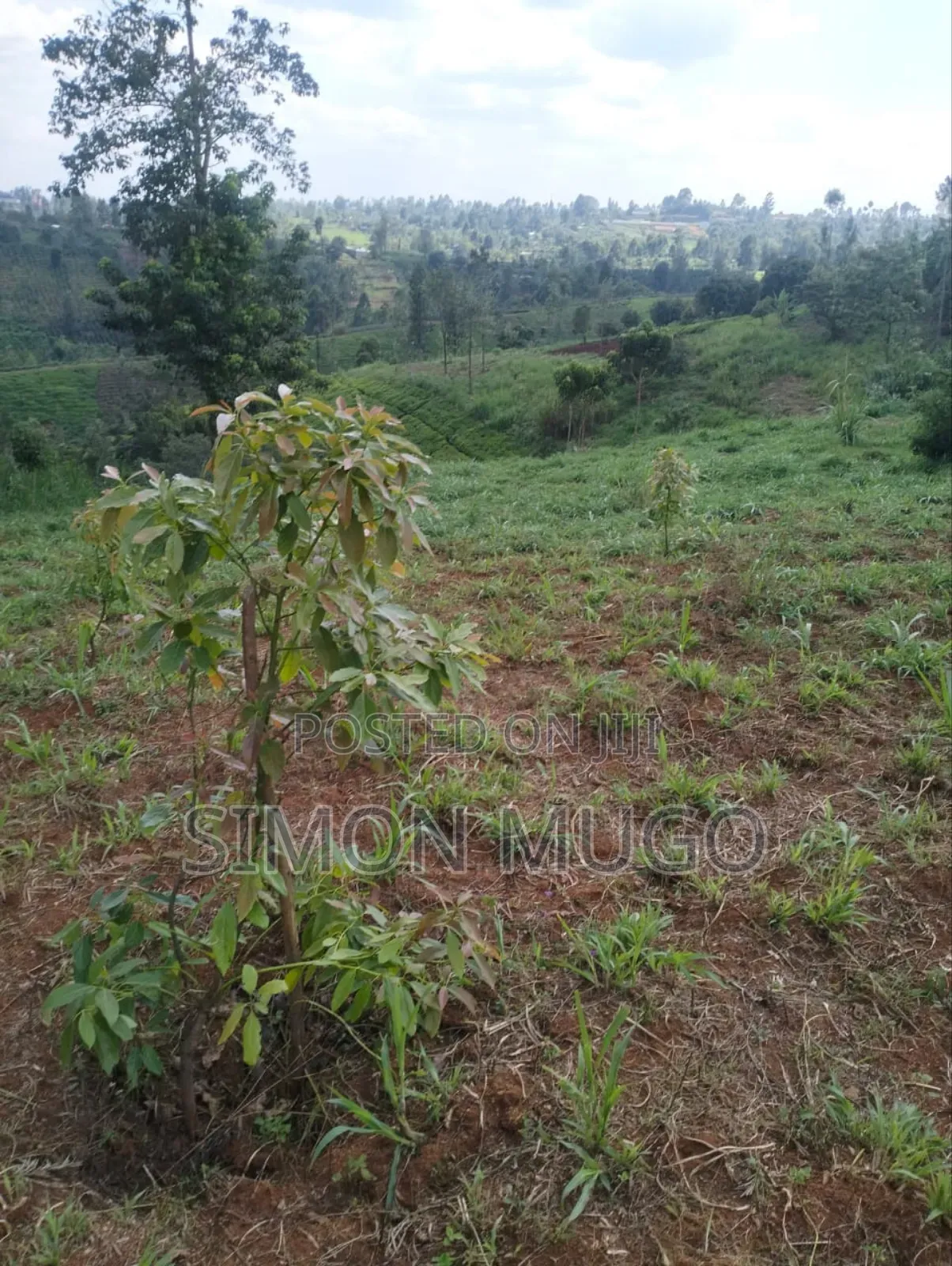 Gatundu South Itura-Mīro Prime 8.5 Acres Tea Farm
