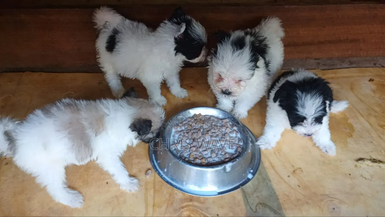 1-3 months Female Purebred Maltese