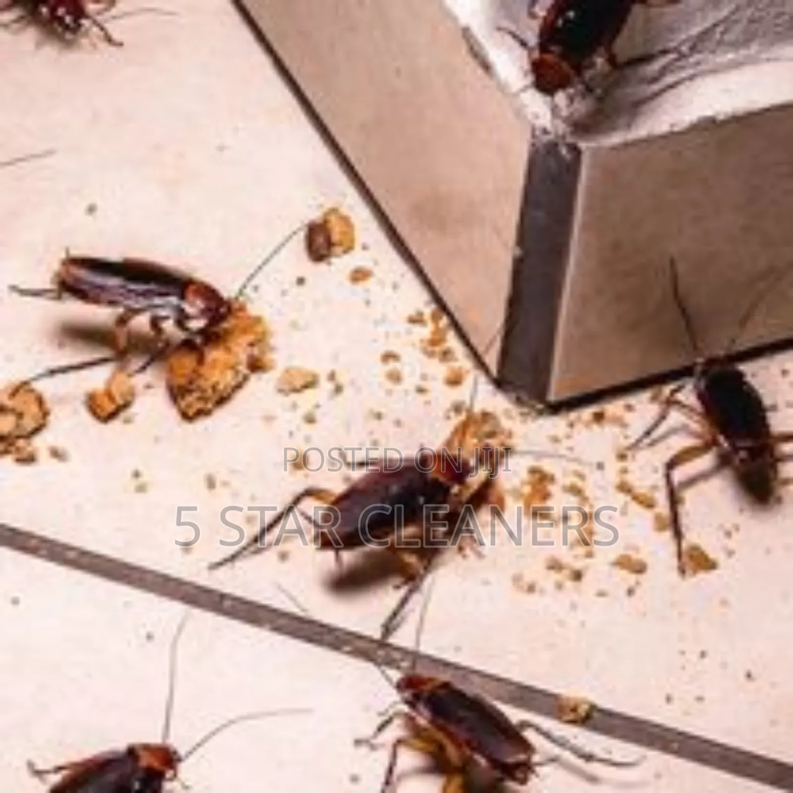 Free From Household Pests, Fumigation, and Cleaning Experts