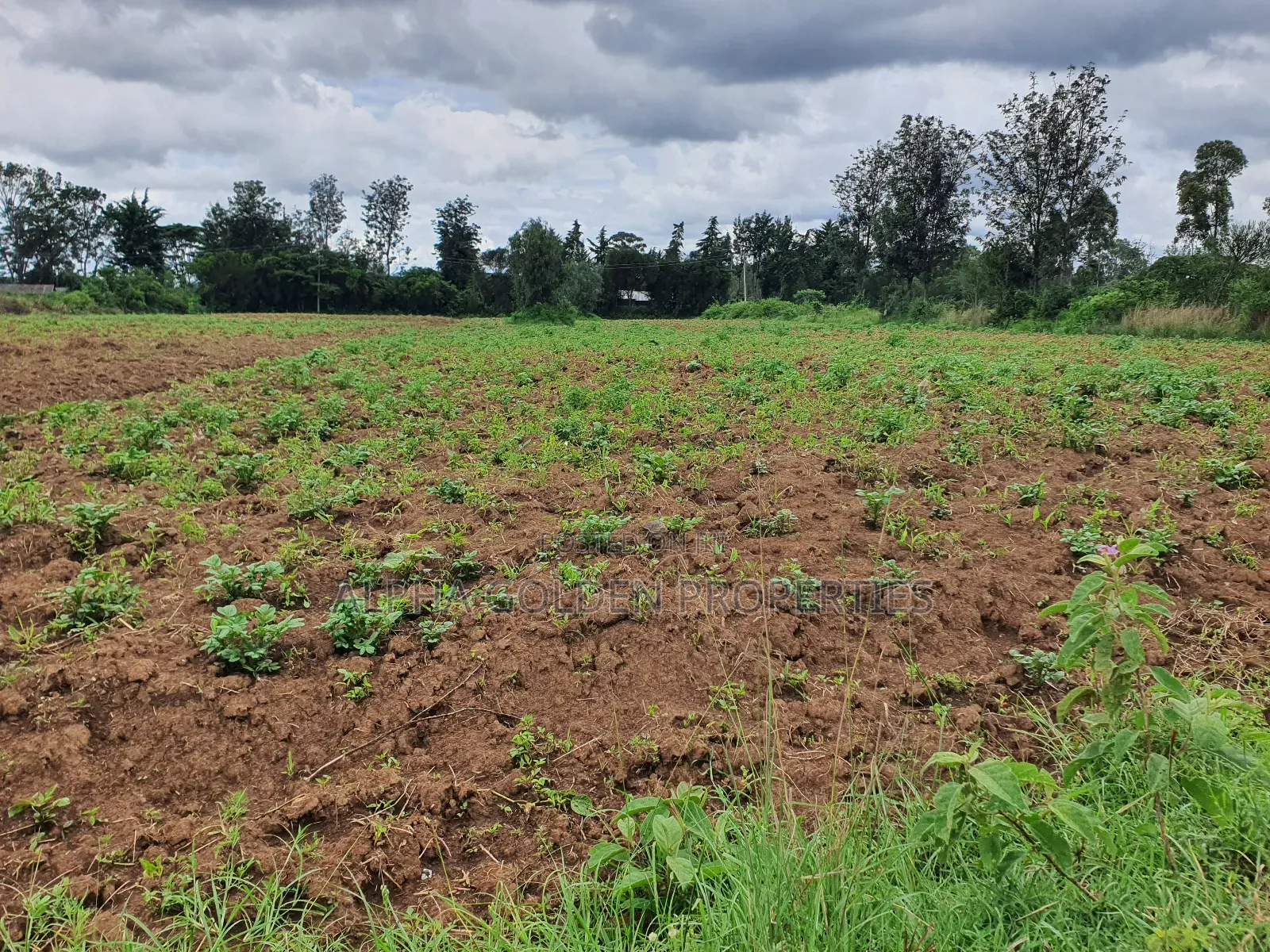 Nanyuki 1 Acre