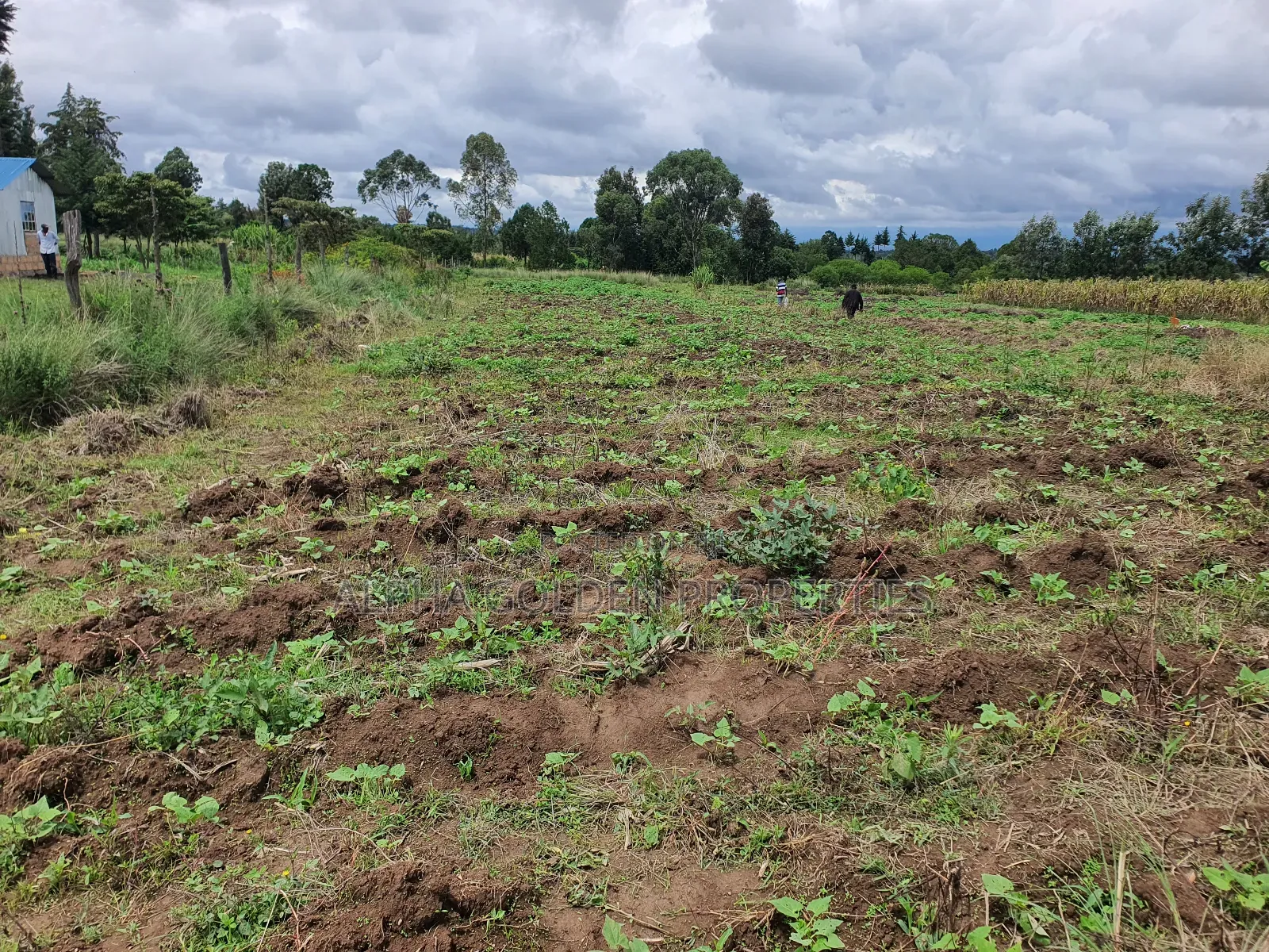1 Acre in Nanyuki